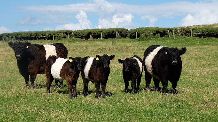 Belted Galloway cattle for sale